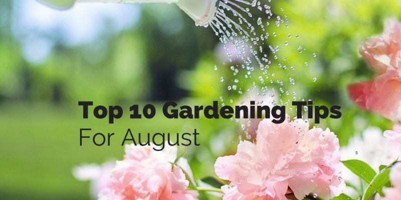 August-Gardening-Tips-2.jpg