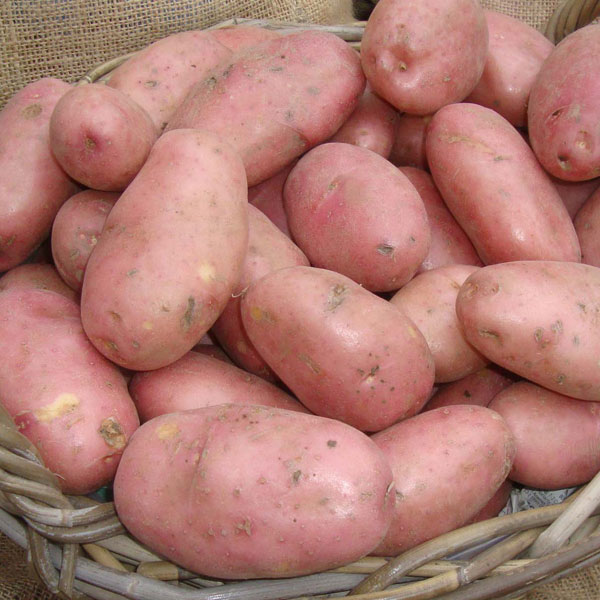 Potatoes Sarpo Mira 2.5kg   ORGANIC   DELIVERY FROM FEB 2023