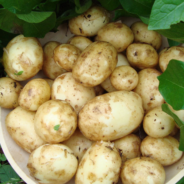 Potatoes Bambino 2.5kg   ORGANIC