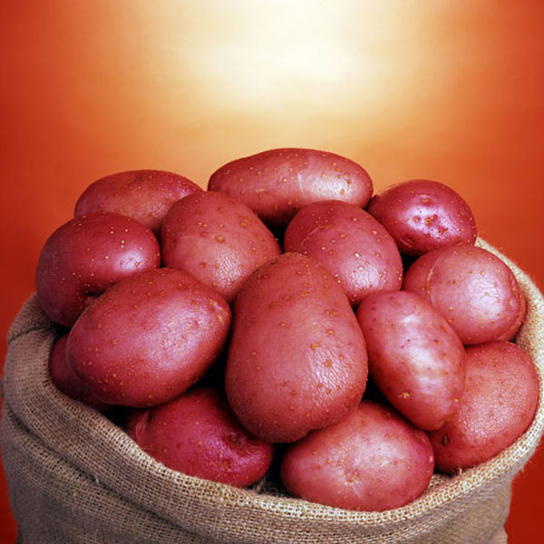 ORGANIC Potatoes Setanta 2.5kg. DELIVERY FROM FEB 2024