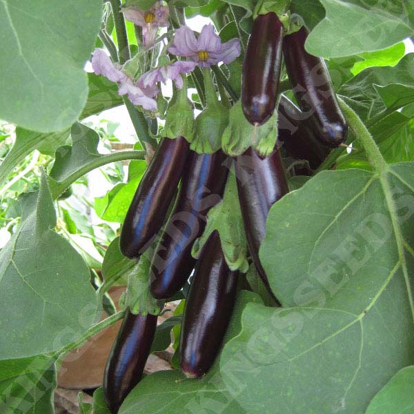 Aubergine Long Purple (Solanuum melongena)
