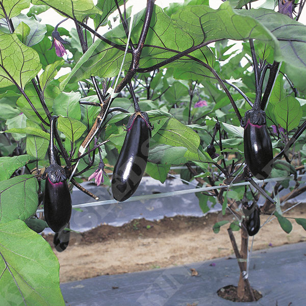 Aubergine Moneymaker F1 (Solanum melongena)