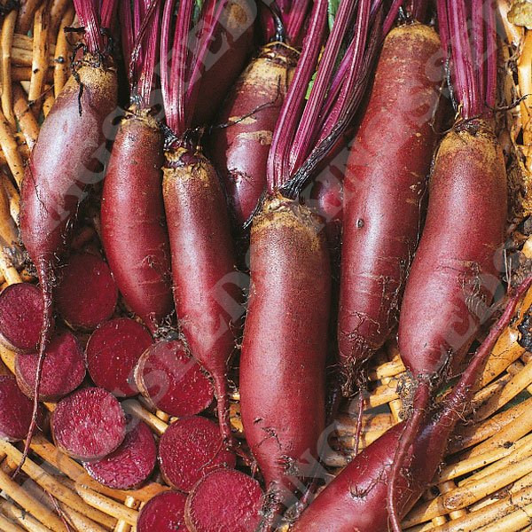 Beetroot Cylindra Large Growers Pack