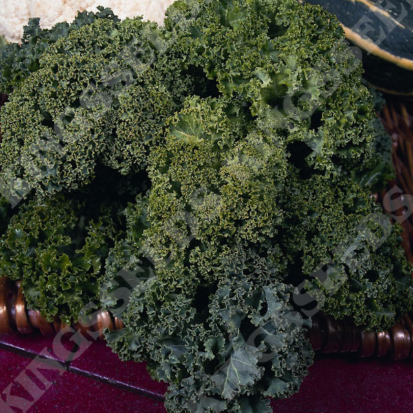 Borecole Dwarf Green Curled Kale (Award of Garden Merit)