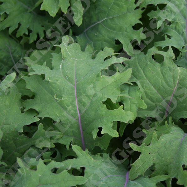 Borecole Red Russian Kale (Award of Garden Merit)