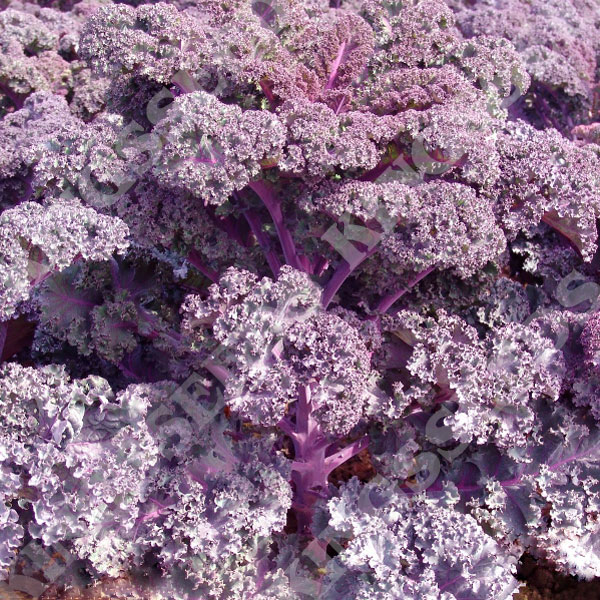Borecole Scarlet Kale