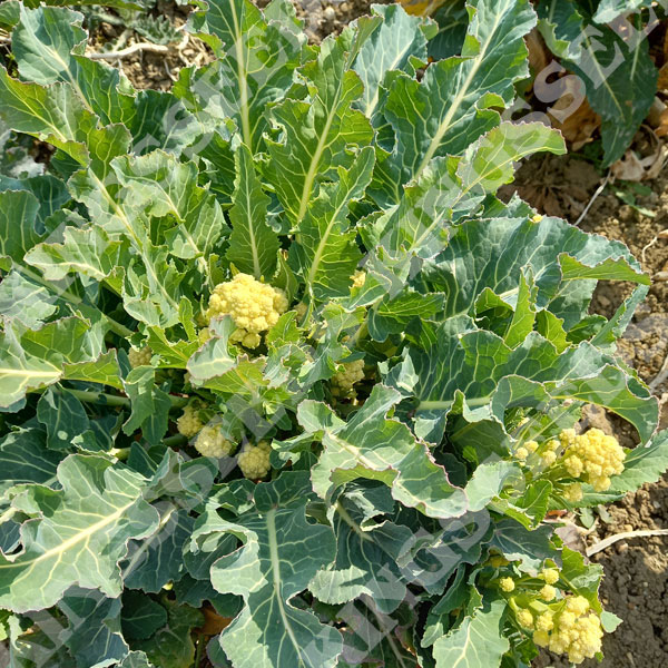 Broccoli Nine Star Perennial