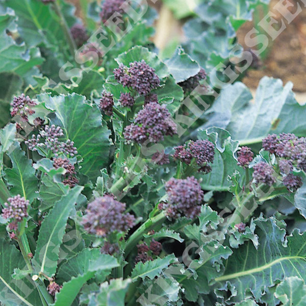 Broccoli Purple Sprouting Early