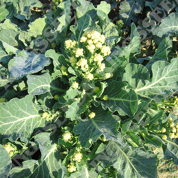 Broccoli Sprouting Burbank F1