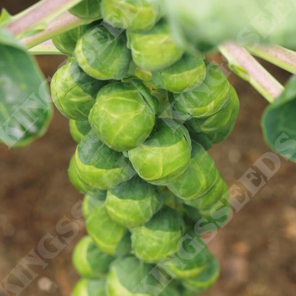 F1 CRISPUS BRUSSELS SPROUT - multiples of 40 seeds custom packed to order 