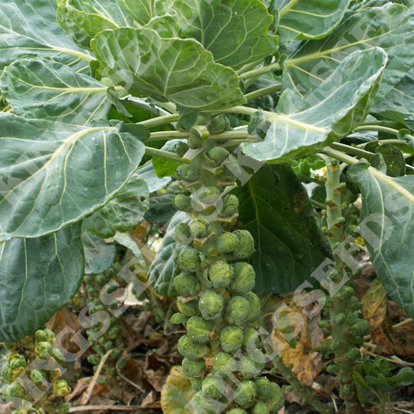 Brussels Sprout Long Island