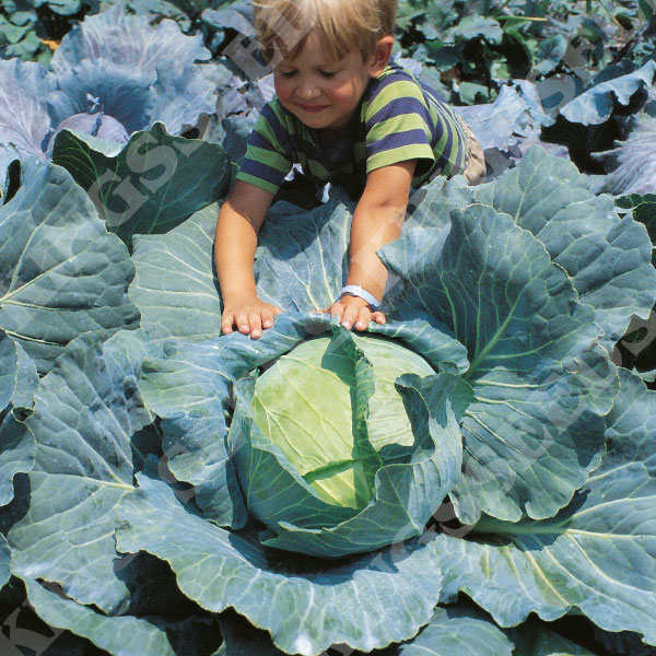 Cabbage Brunswick
