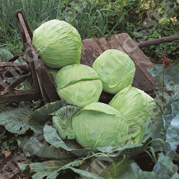 Cabbage Golden Acre Primo