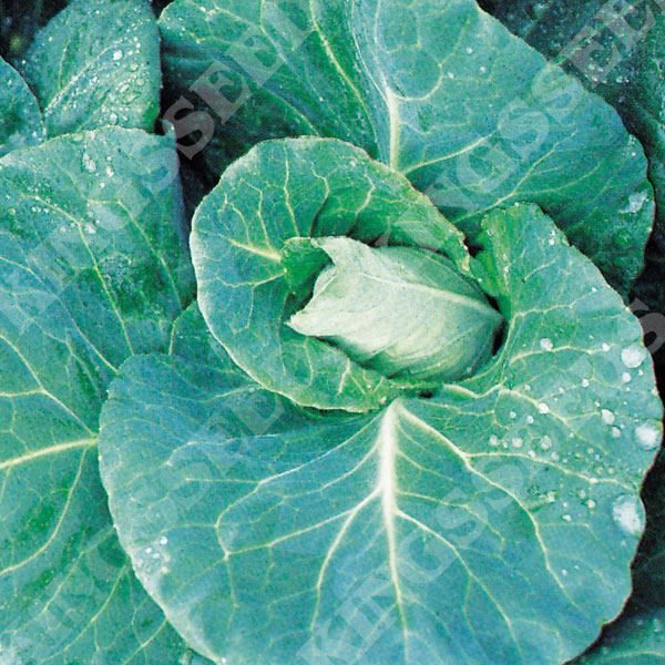 Vegetable Cabbage Economy 250 Seeds April 