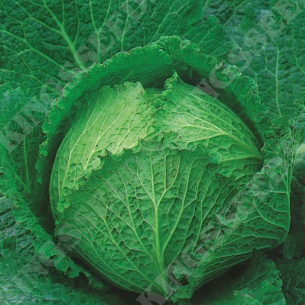 Cabbage Tundra F1 (Award of Garden Merit)