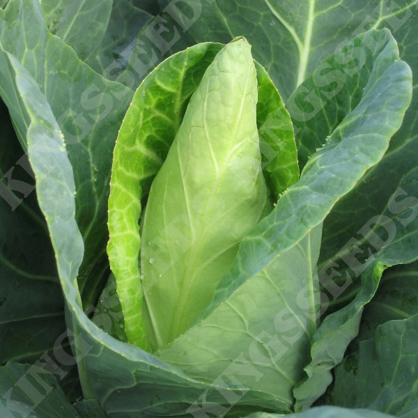 Cabbage Caraflex F1 (RHS Award of Garden Merit)