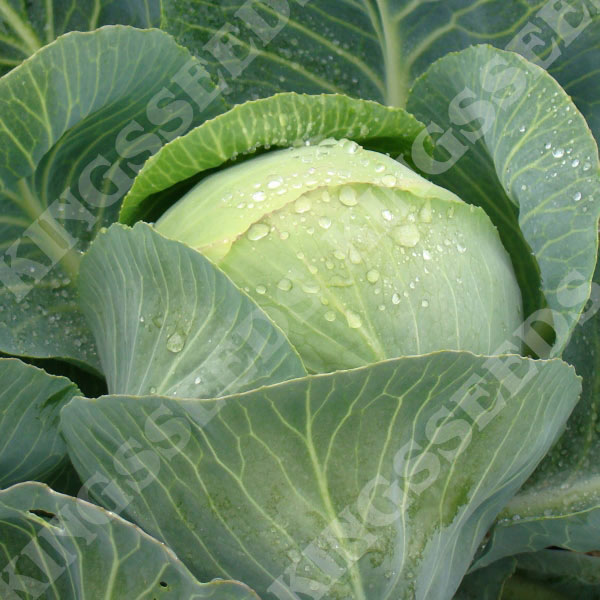 Cabbage Attraction F1