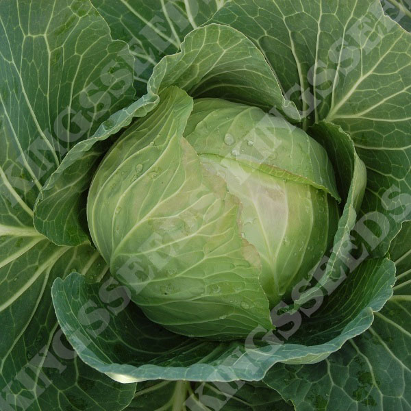 Cabbage Cabbice F1 (RHS Award of Garden Merit)