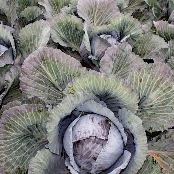 Cabbage Red Lodero F1