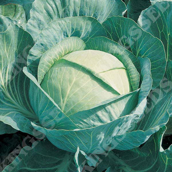 Kings Seeds Cabbage Attraction F1-50 Seeds 