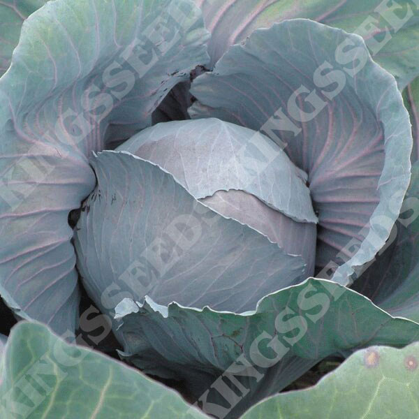 Cabbage Redcap F1
