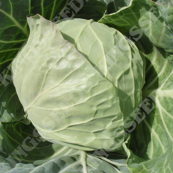 Cabbage Vivaldi F1