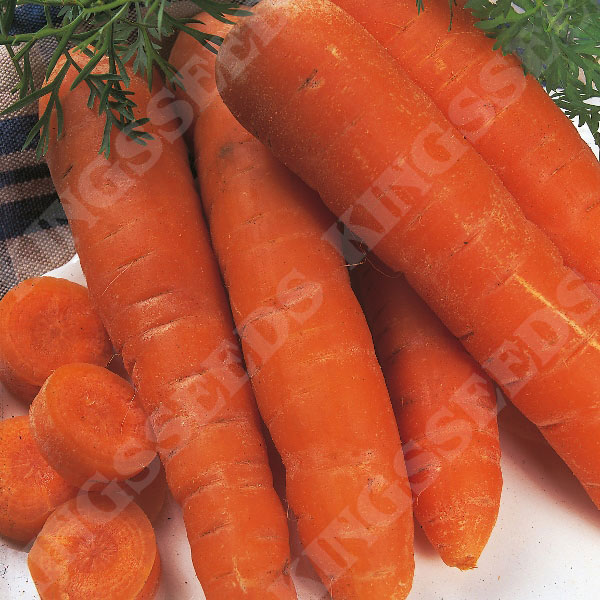 Carrot Autumn King (Award of Garden Merit)