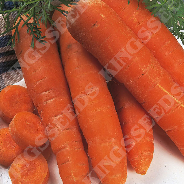 Carrot Autumn King   Growers Pack (Award of Garden Merit)