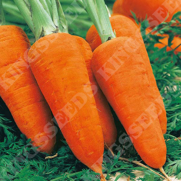 Carrot Early Nantes 2-1000 seeds 