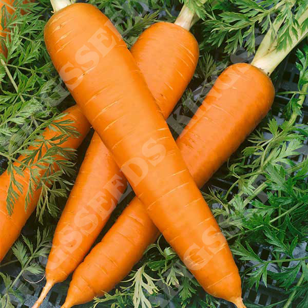 Carrot Flakkee (Flak)