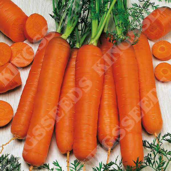 Carrot Berlicum