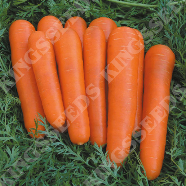 Carrot Attilio F1