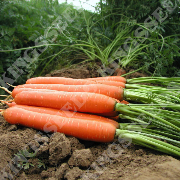 Carrot Romance F1 (RHS Award of Garden Merit)