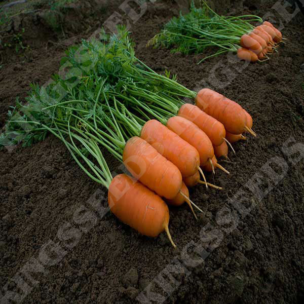 Burpee Short n Sweet Carrot Seeds 3000 seeds 
