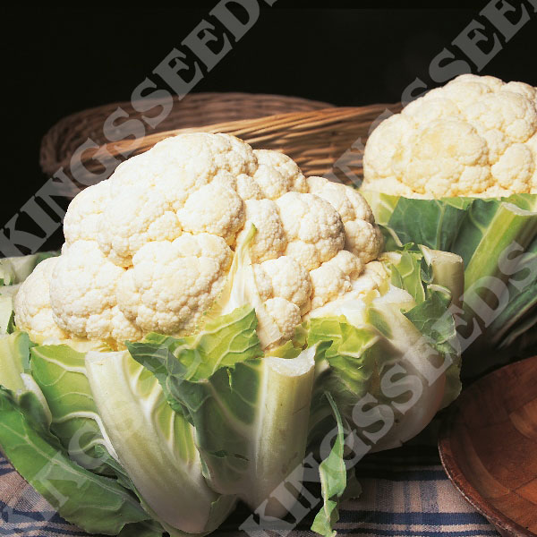 Cauliflower 'Autumn Giant' King's Seeds Pack Vegetable Seed
