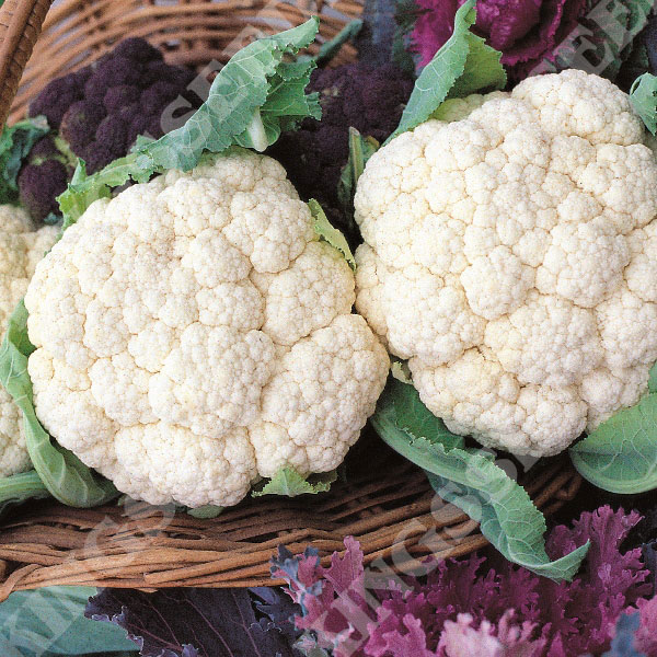 Cauliflower Snowball (Award of Garden Merit)