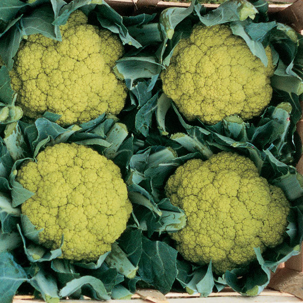 Cauliflower Green Trevi F1