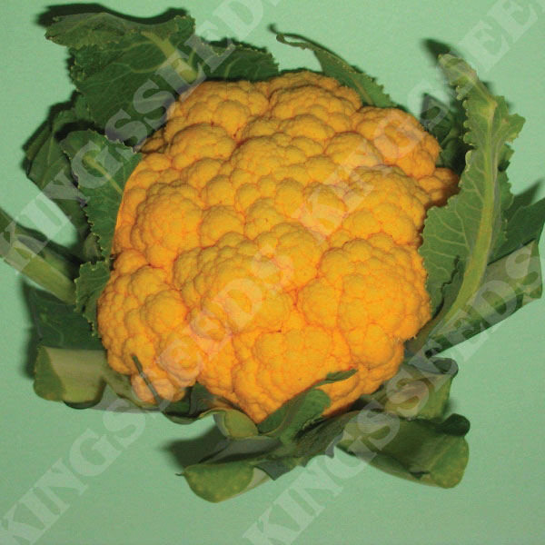 25 Seeds Cauliflower Vegetable Green Trevi 
