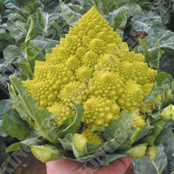 Kings Seeds Romanesco Cauliflower Vegetable Pictorial Packet 
