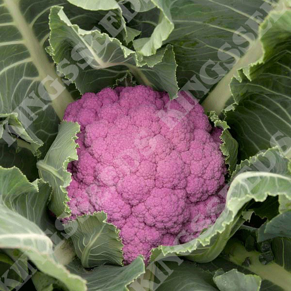 Aviron 35 Seeds Vegetable Cauliflower