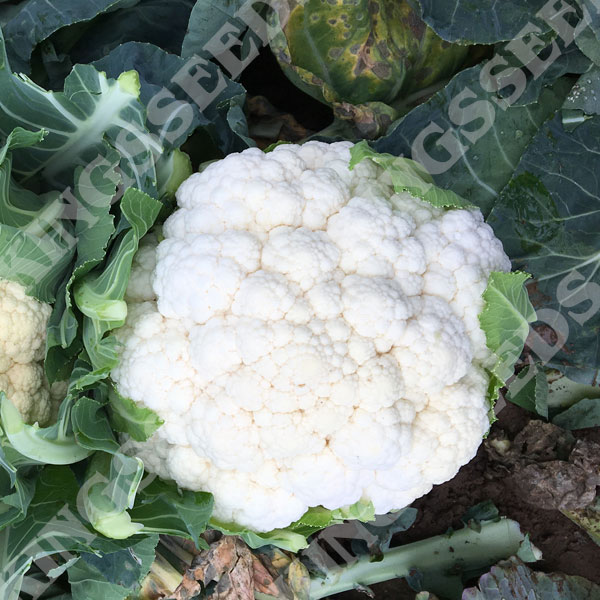 Kings Seeds Cauliflower Romanesco Navona F1-25 Seeds 