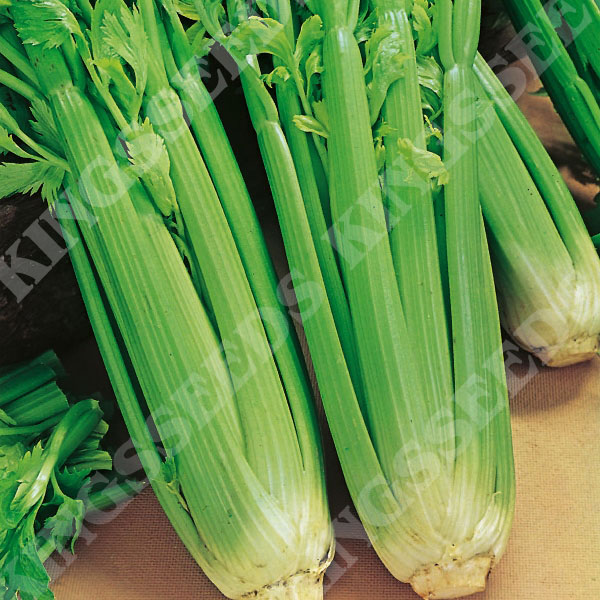 Celery Green Utah