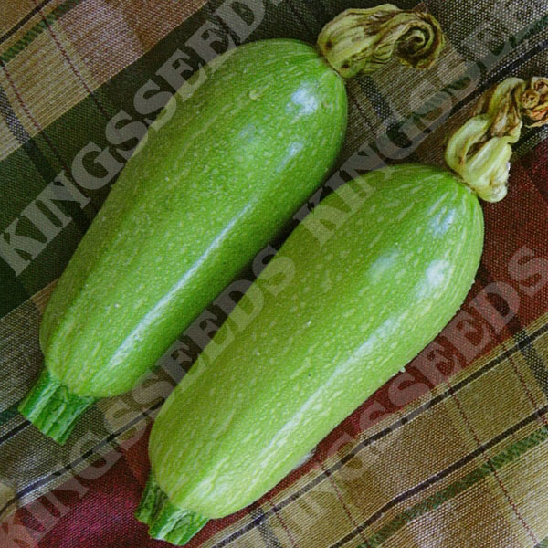 Courgette Clarion F1 (Lebanese Type)