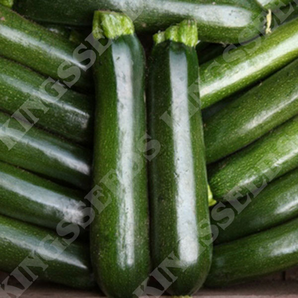 Courgette Midnight F1