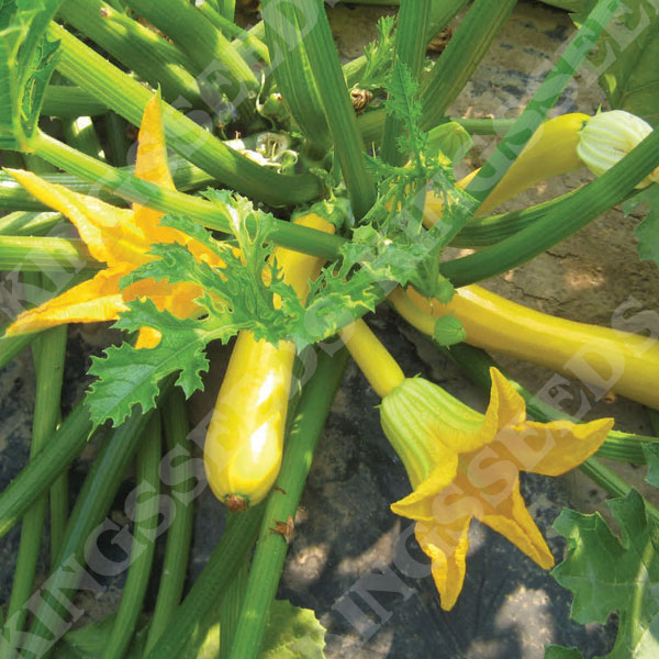 Courgette Seed Early Gem Variety 15 Seeds Industrial UK Quality