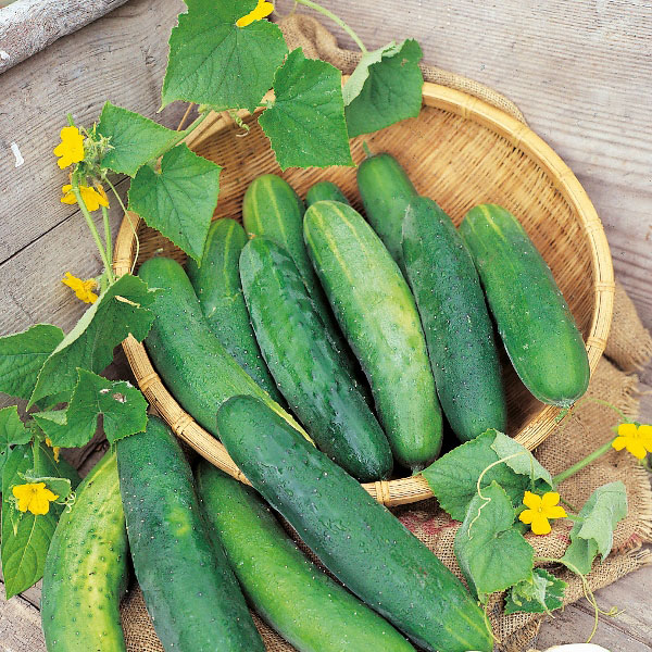 Cucumber Bedfordshire Prize F1