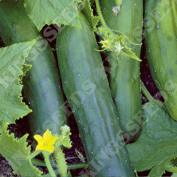 GROSEEDS V-CUC-05 Cucumber Beit Alpha F1 25 Seeds Minimum Per Packet. Vegetable Seeds 
