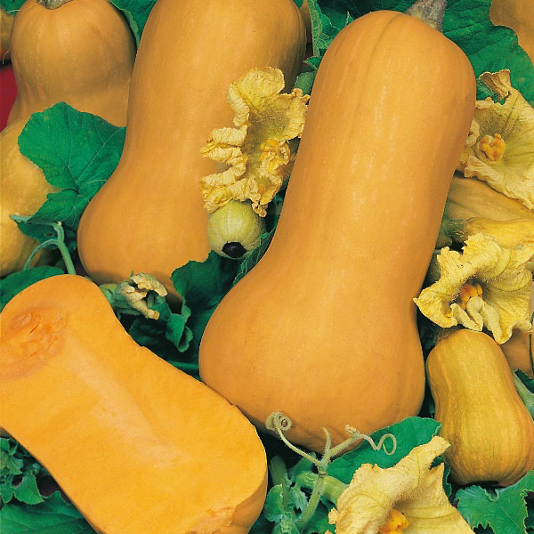 Squash Winter Gourd Butternut Waltham Pack King's Quality Seeds 