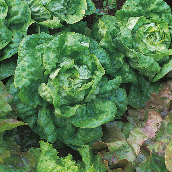Lettuce All The Year Round