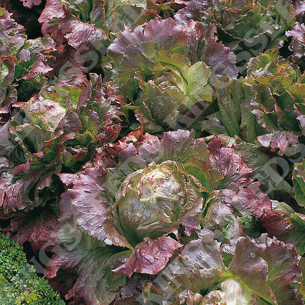Lettuce Marvel of Four Seasons